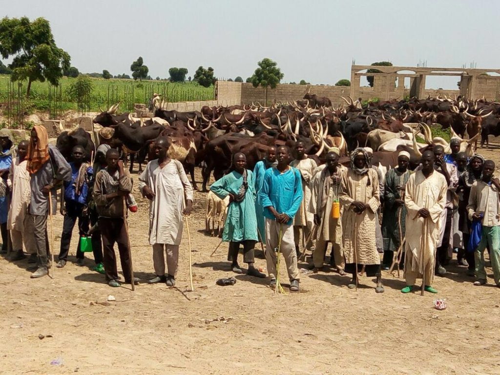 Nigerian Military Rescues 43 Persons, 500 Cows From Boko Haram
